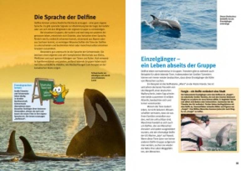 Preview: Entdecke die Delfine